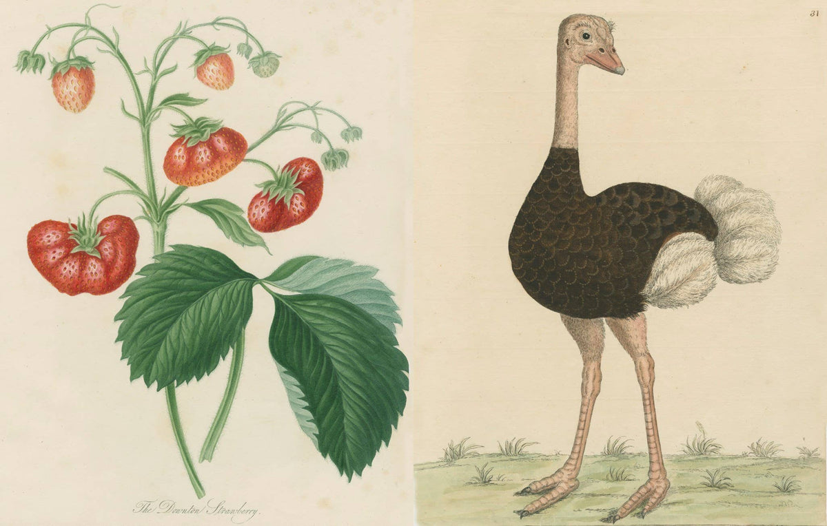 John Derian: The Picture Book Collection