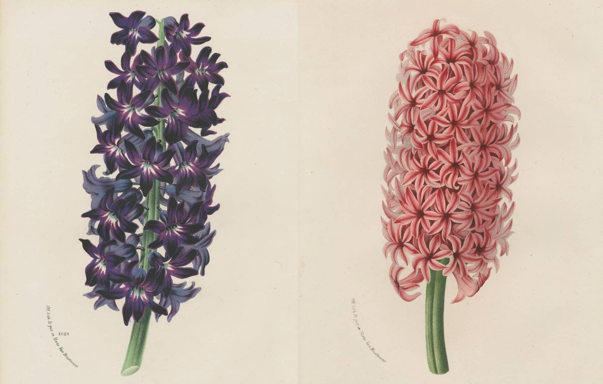John Derian: The Picture Book Collection