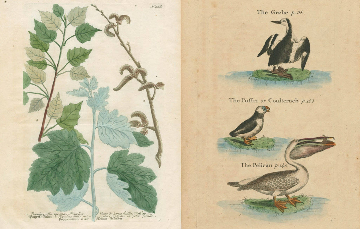 John Derian: The Picture Book Collection