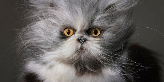Feline