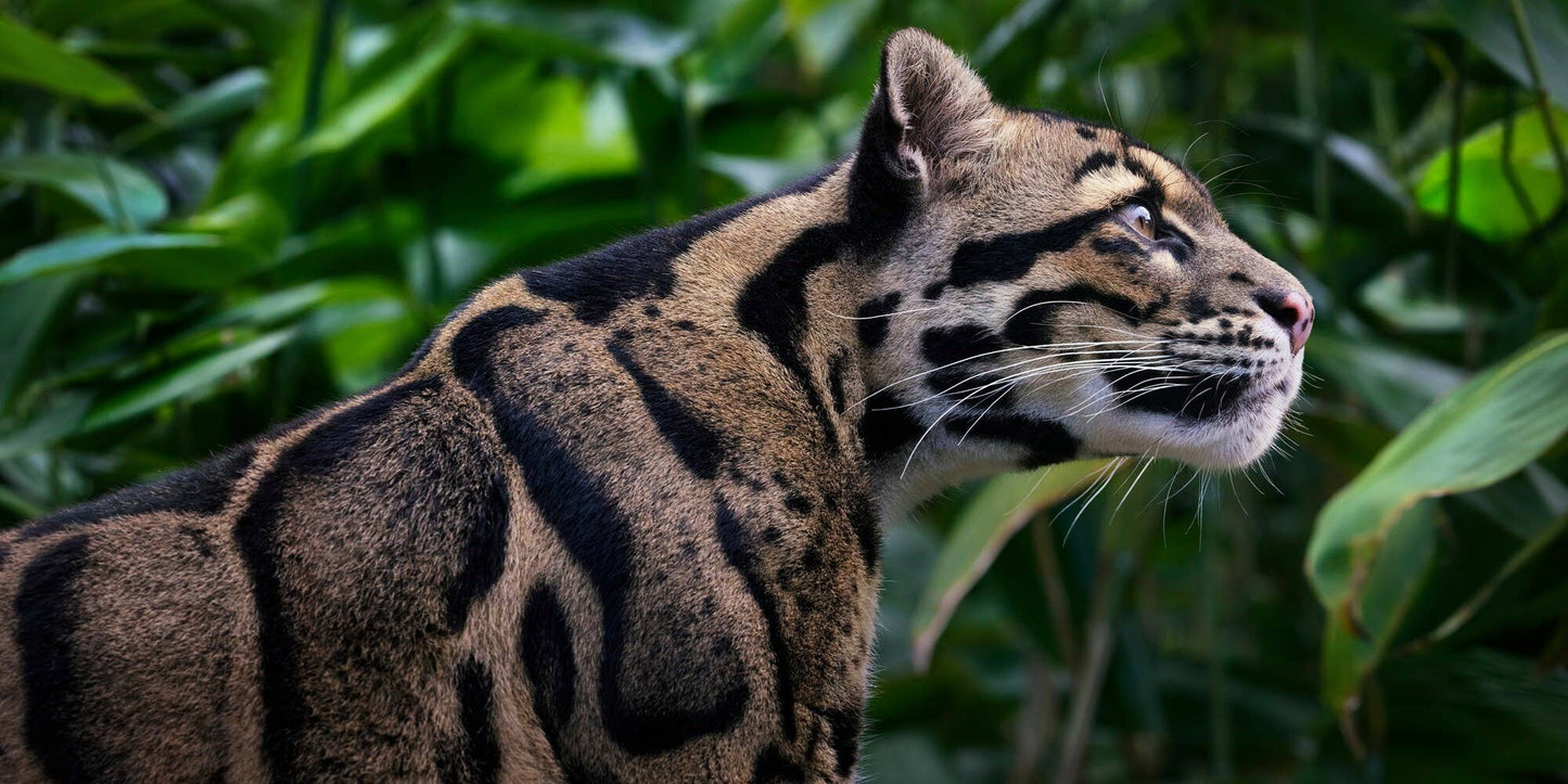 Feline