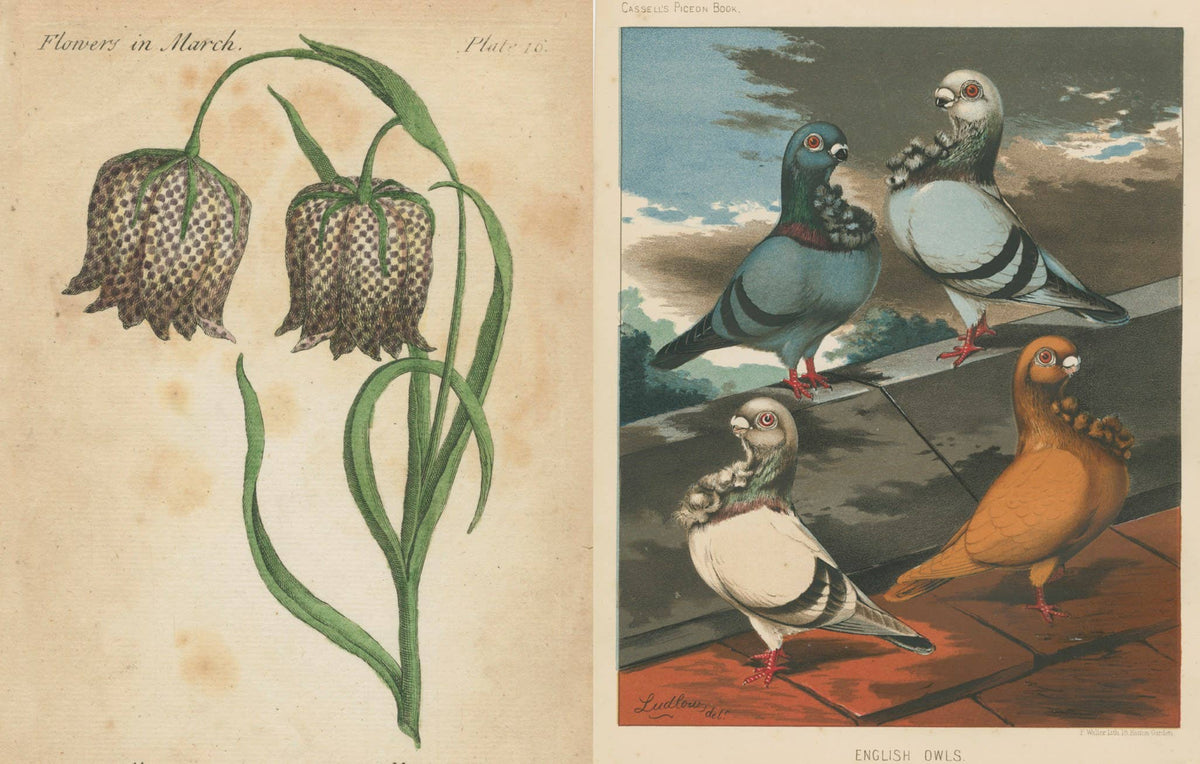 John Derian: The Picture Book Collection