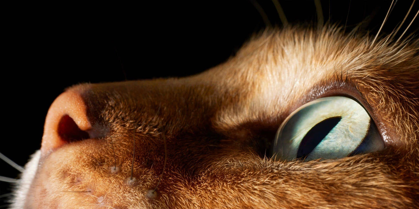 Feline