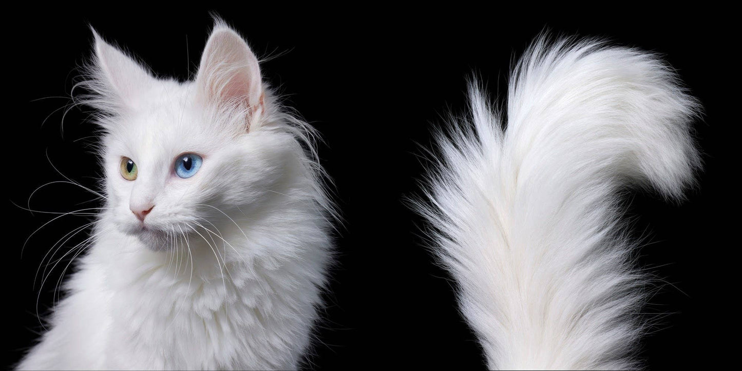 Feline